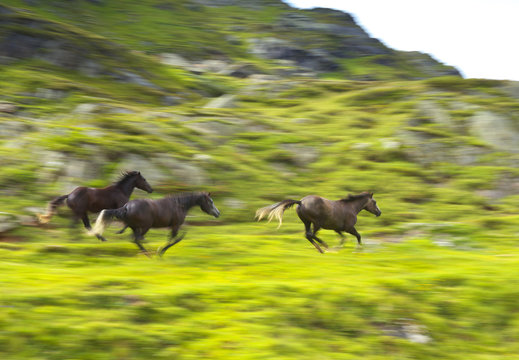 Running Horses