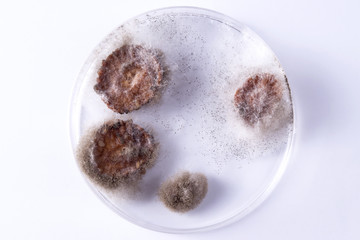 fungus growing on strawberries in petri dish © Michelle Cyr