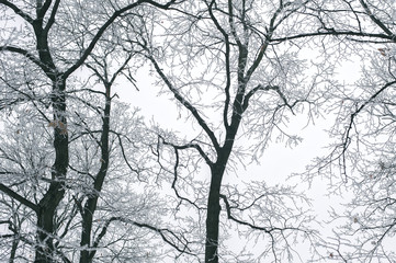 Abstract frozen tree branches. Nature winter background