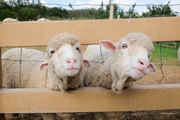 Merino sheep domesticated in Thailand 