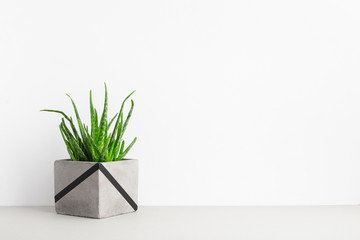 Aloe vera plant in cement flower pot on a shelf.