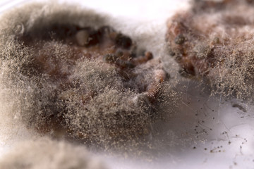 fungus growing from strawberries