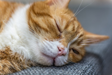 portrait of a sleeping red cat 