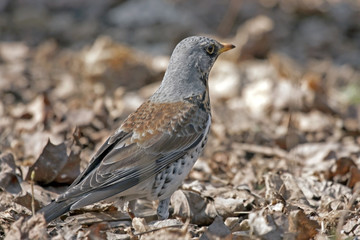 Fototapeta premium Fieldfare (Turdus pilaris) sitting of the ground