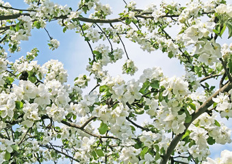 Bright white an apple-tree flower