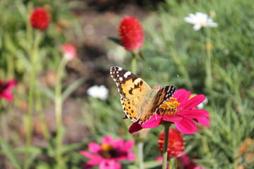 Butterfly sits on flower