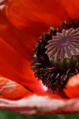 Inside a poppy