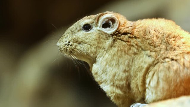 Small rodent closeup footage