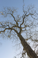 Textured Bark