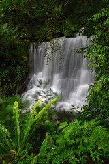 Obraz premium waterfall in forest