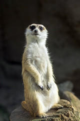 Alone meerkat on the dark background