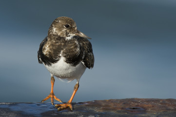 A Ruddy Turnstone stands on a metal wall showing off its bright orange legs with a smooth blue background.