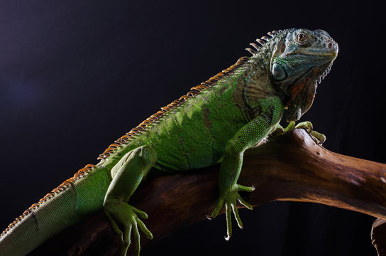 Perfect portrait of a green iguana on a branch in the studio     
