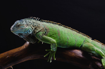 Fototapeta premium Perfect portrait of a green iguana on a branch in the studio 