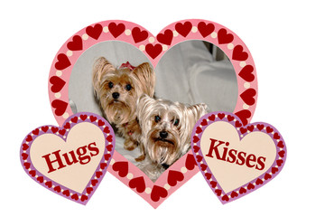 A pair of Yorkshire terriers posing in a valentine heart that says hugs and kisses. Valentine dogs.