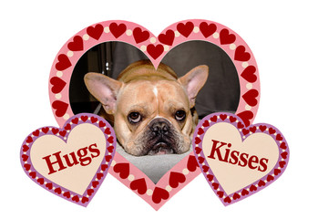French Bulldog posing in a valentine heart that says hugs and kisses. Valentine dog