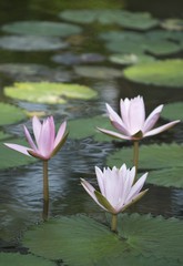 Three lotus flowers