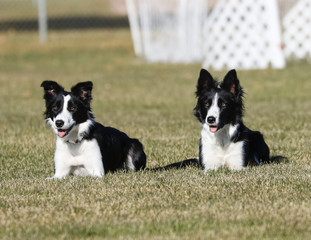 Border collie sisters posing in the grass while laying down