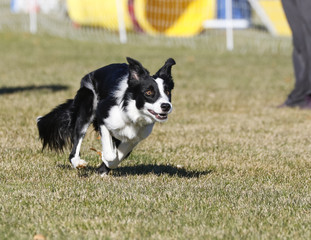Fototapeta premium Border collie running through the park looking determined