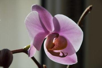 Branch of the orchid flowers