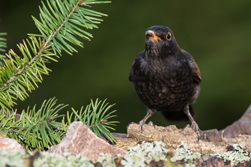 Blackbird, Turdus merula