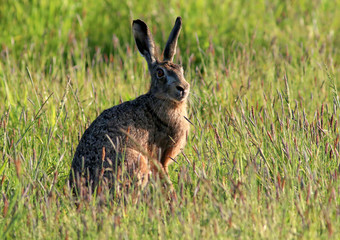 Alert European brown Hare (Lepus europaeus) 