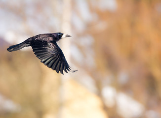 Flying black Carrion Crow