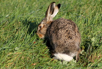 Grazing European brown Hare (Lepus europaeus) in lush grassland