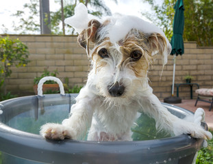 Adorable Jack Russell Terrier getting an unwelcome bath