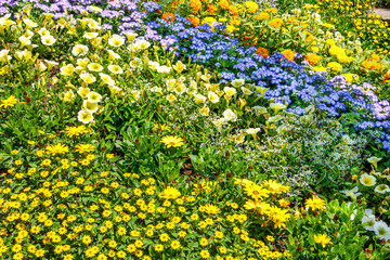 Frühlingsblumen in einem Blumenbeet