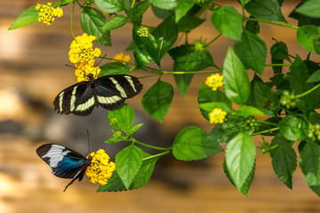 Schmetterlinge sitzen auf Blüten und saugen Nektar