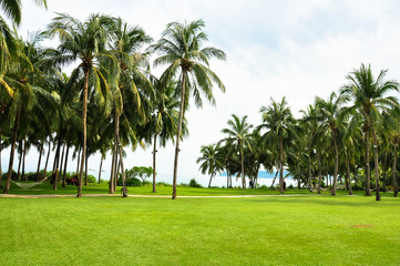 Garden with coconut palm trees and lawn in Sanya, Hainan island.