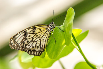 Weiße Baumnymphe auf einem grünen Blatt