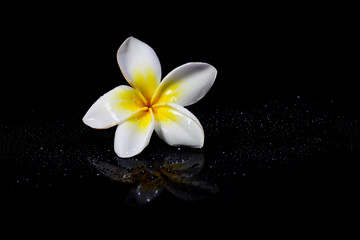 Plumeria on black background.