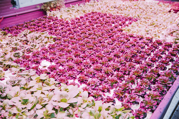 Different kinds of lettuce growing in a pond in a green house in winter.