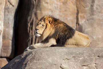 Naklejka premium Male Lion sitting on a rock 