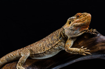 Naklejka premium Australian dragon close up in studio