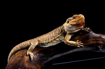 australion dragon on the branch 