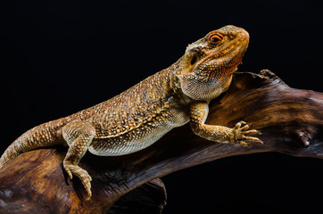 australion dragon on the branch 