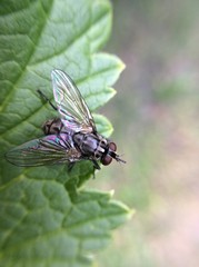 Fly