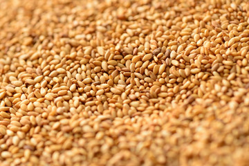 金ごま　いりごま