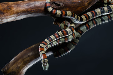 Milk snake on the mirror in the studio