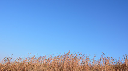 Obraz premium Brown dry Grasses drifting in wind.