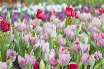 Obraz premium Beautiful bouquet of fresh colorful tulips.