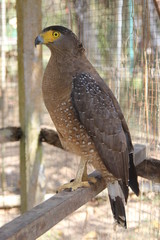 falcon