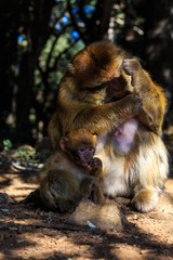 Barbary macaque mother taking care of her child