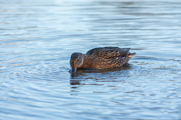 Duck on the lake