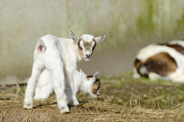 Fototapeta premium white goat kids standing in front of shed