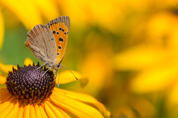 Schmetterling auf gelbem Sonnenhut