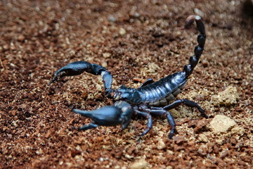 scorpion